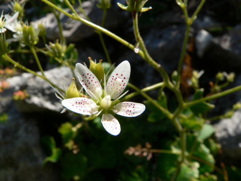 Saxifraga rotundifolia / Sassifraga a foglie rotonde